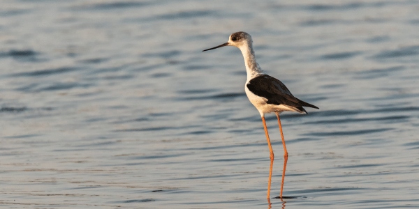 Black-necked Stilt