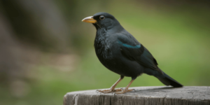 Blackbird with a Yellow Beak