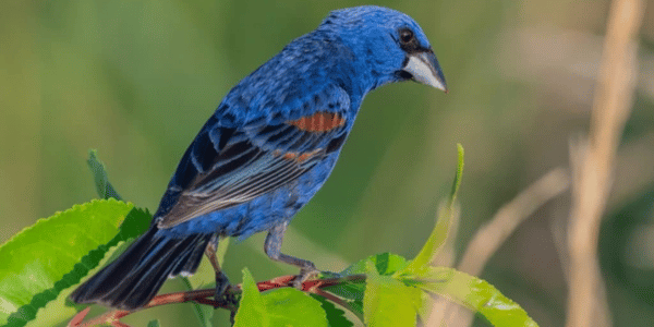 Blue Grosbeak