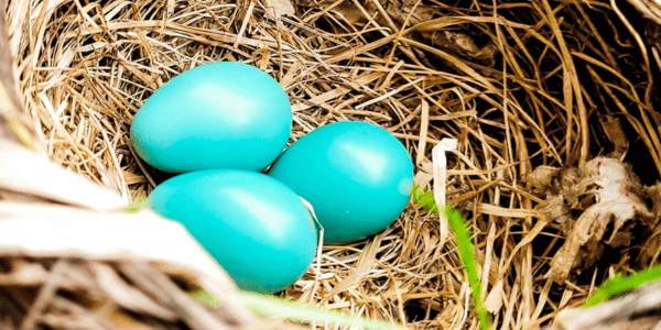 Blue Jay birds Lays Beautiful Blue Eggs