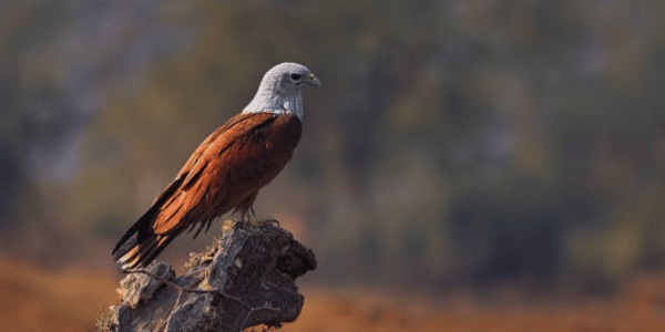 Brahminy Kite Raptors