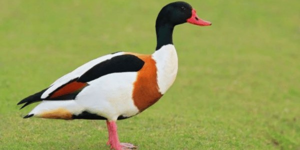 Common Shelduck Duck