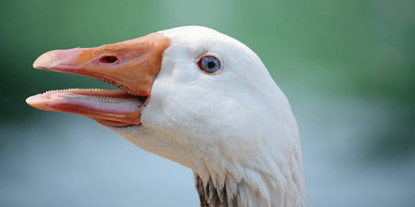 Did Geese Ever Have Teeth?
