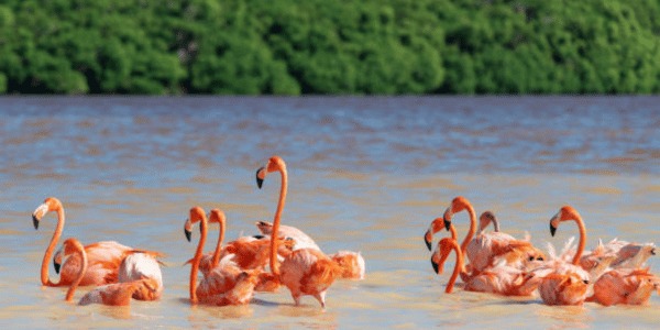 Flamingos