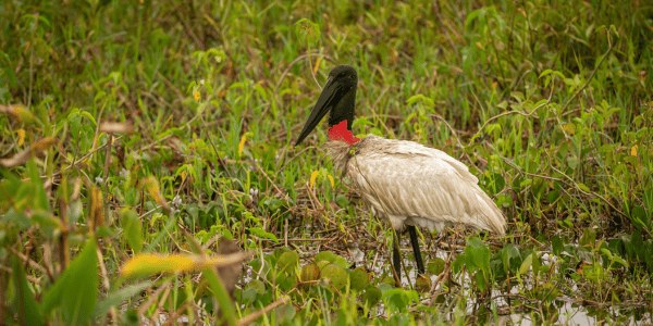 Jabiru