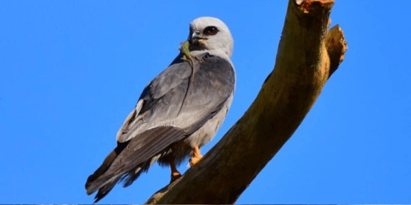 Mississippi Kite Raptors