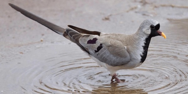 Namaqua Dove