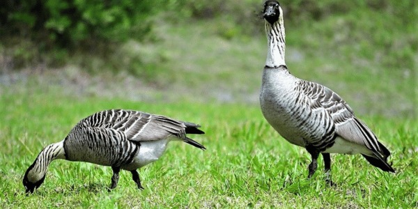 Nene (Hawaiian Goose)