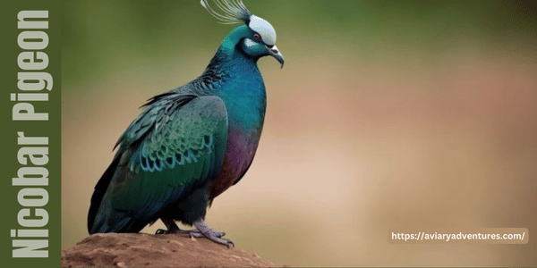 Nicobar Pigeon