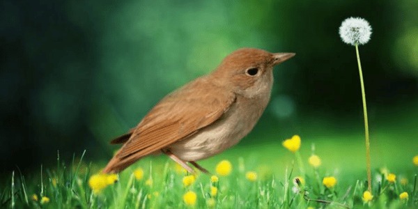 Nightingale