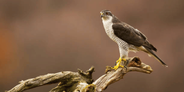 Northern Goshawk