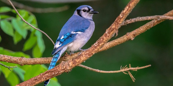 Nuthatch