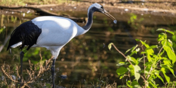 Red-crowned Crane