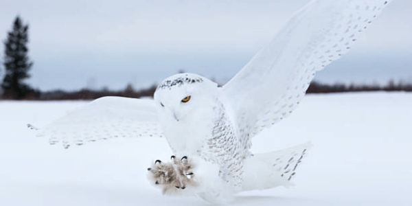 Snowy Owl