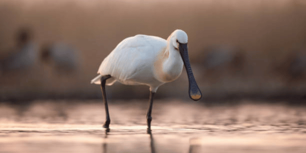 Spoonbills