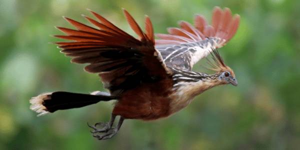 The Hoatzin