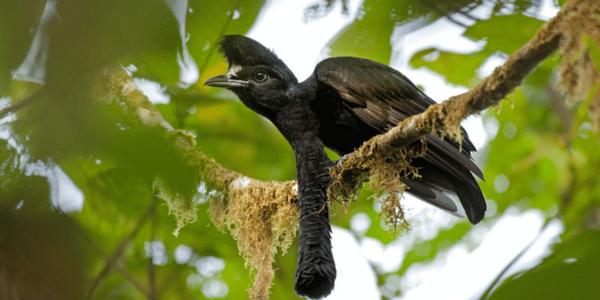 The Long-wattled Umbrellabird