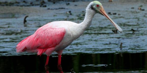 The Roseate Spoonbill