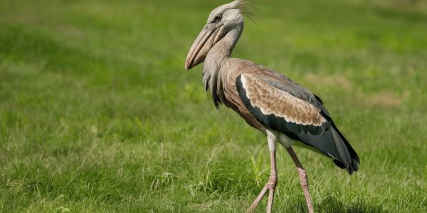 The Shoebill Stork