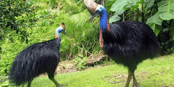 The Southern Cassowary