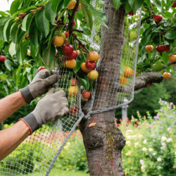 preventive Installing Bird Netting for cherry