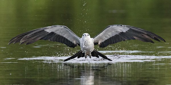 swallow-tailed kite raptors