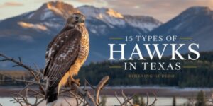 15 Types of Hawks in Texas