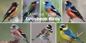 7 Unique Types Grosbeak Birds