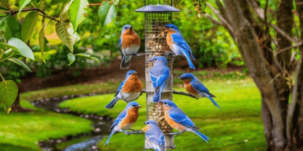 Attracting Mountain Bluebirds to Your Backyard
