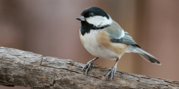 Black-capped Chickadee