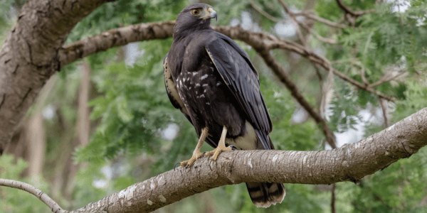 Common Black Hawk (Buteogallus anthracinus)