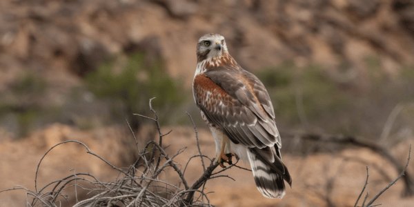 Ferruginous Hawk (Buteo regalia)