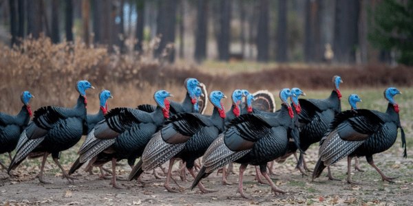 Historical and Cultural Significance of Wild Turkeys