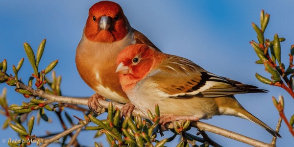 House Finch (Haemorhous mexicanus)