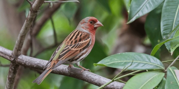 House Finch (Haemorhous mexicanus)
