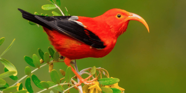 I’iwi (Drepanis coccinea)