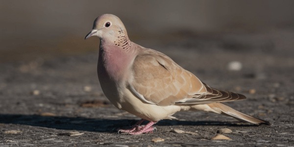 Mourning Dove