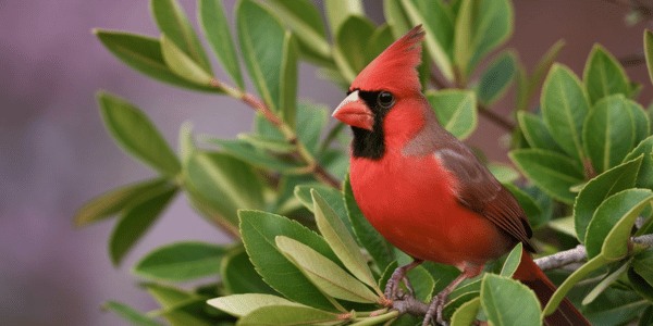 Northern Cardinal