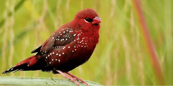 Red Avadavat (Amandava amandava)