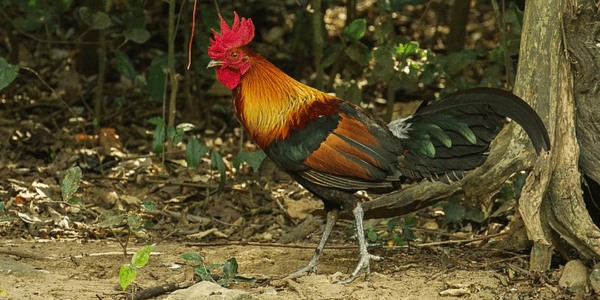 Red Junglefowl Gallus gallus