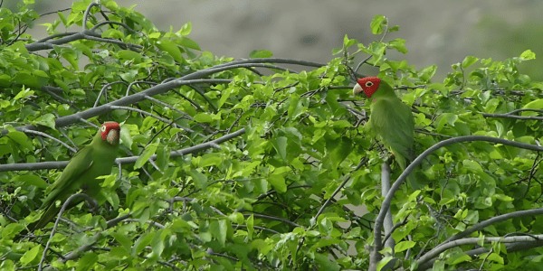 Red-masked Parakeet (Psittacara erythrogenys)