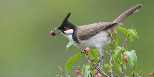 Red-whiskered Bulbul (Pycnonotus jocosus)
