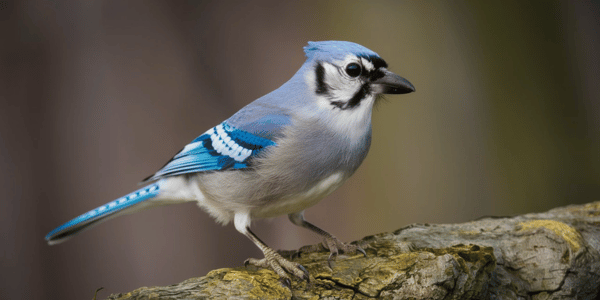 Scientific Studies on Blue Jay Grief