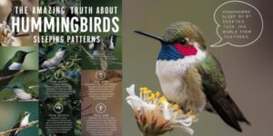 The Amazing Truth About Hummingbirds Sleeping Patterns