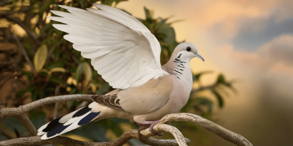 The Striking White-winged Dove