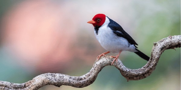 Yellow billed Cardinal Paroaria capitata