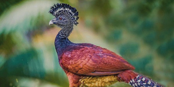 Great Curassow